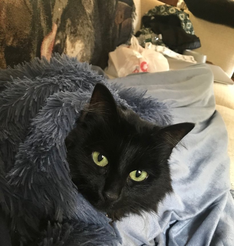 Mitzy, a black cat nestled in a blanket
